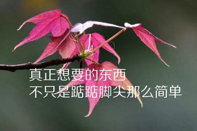 壮丽开启！体育赛事将俘获你的心